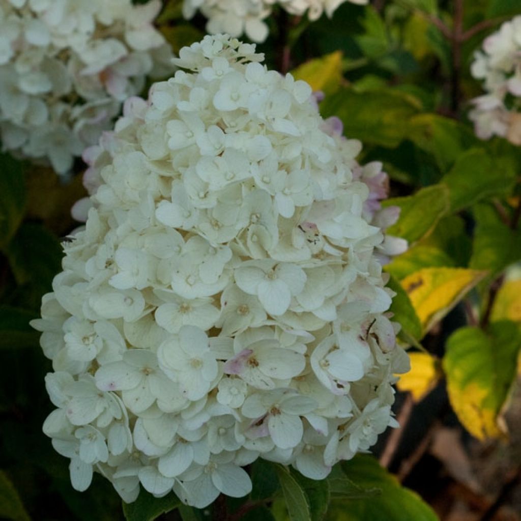 Hortensia paniculata Silver Dollar - Hydrangea paniculata