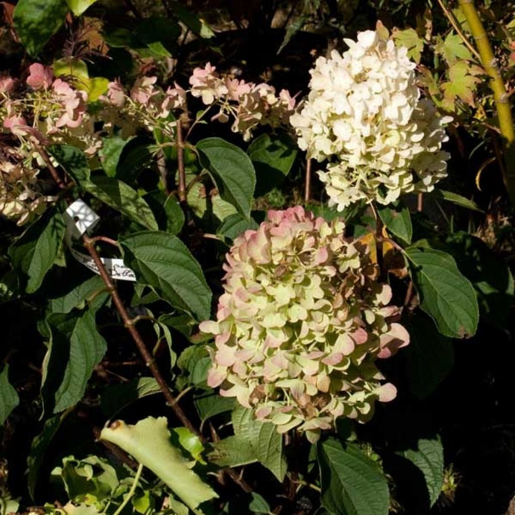 Hortensia paniculata Silver Dollar - Hydrangea paniculata