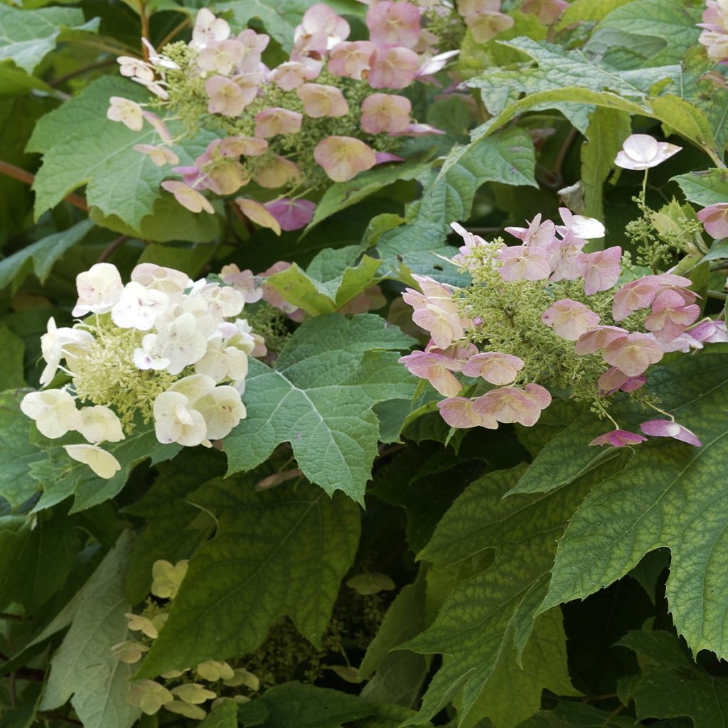 Hortensia quercifolia Burgundy - Hortensia de hoja de roble