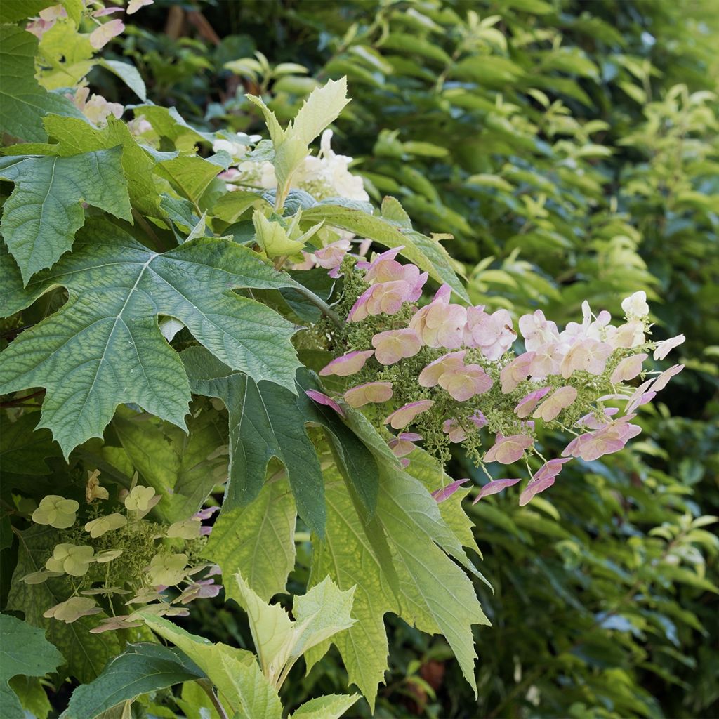 Hortensia quercifolia Burgundy - Hortensia de hoja de roble