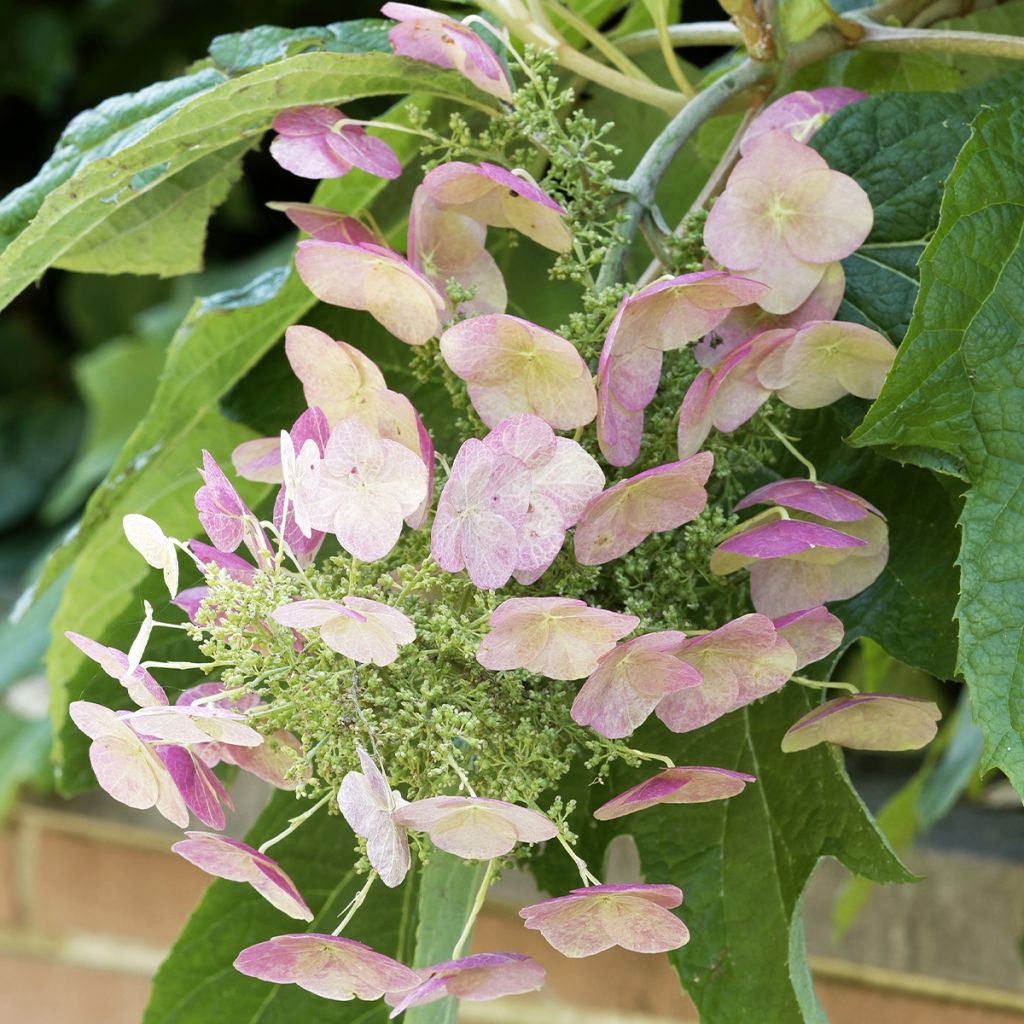 Hortensia quercifolia Burgundy - Hortensia de hoja de roble