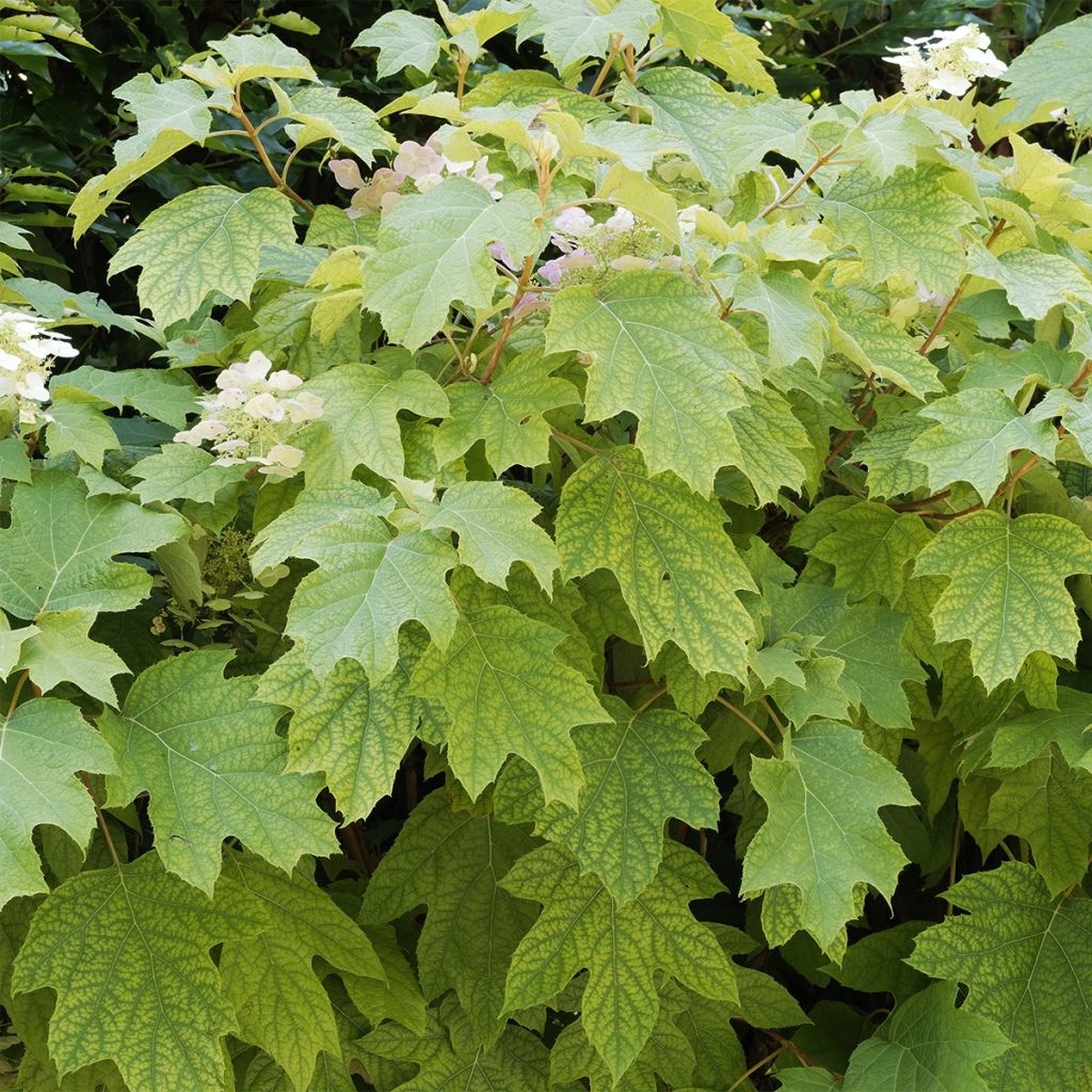 Hortensia quercifolia Burgundy - Hortensia de hoja de roble