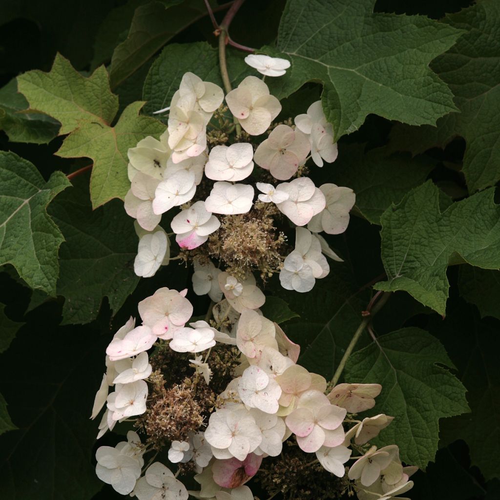 Hortensia quercifolia Burgundy - Hortensia de hoja de roble