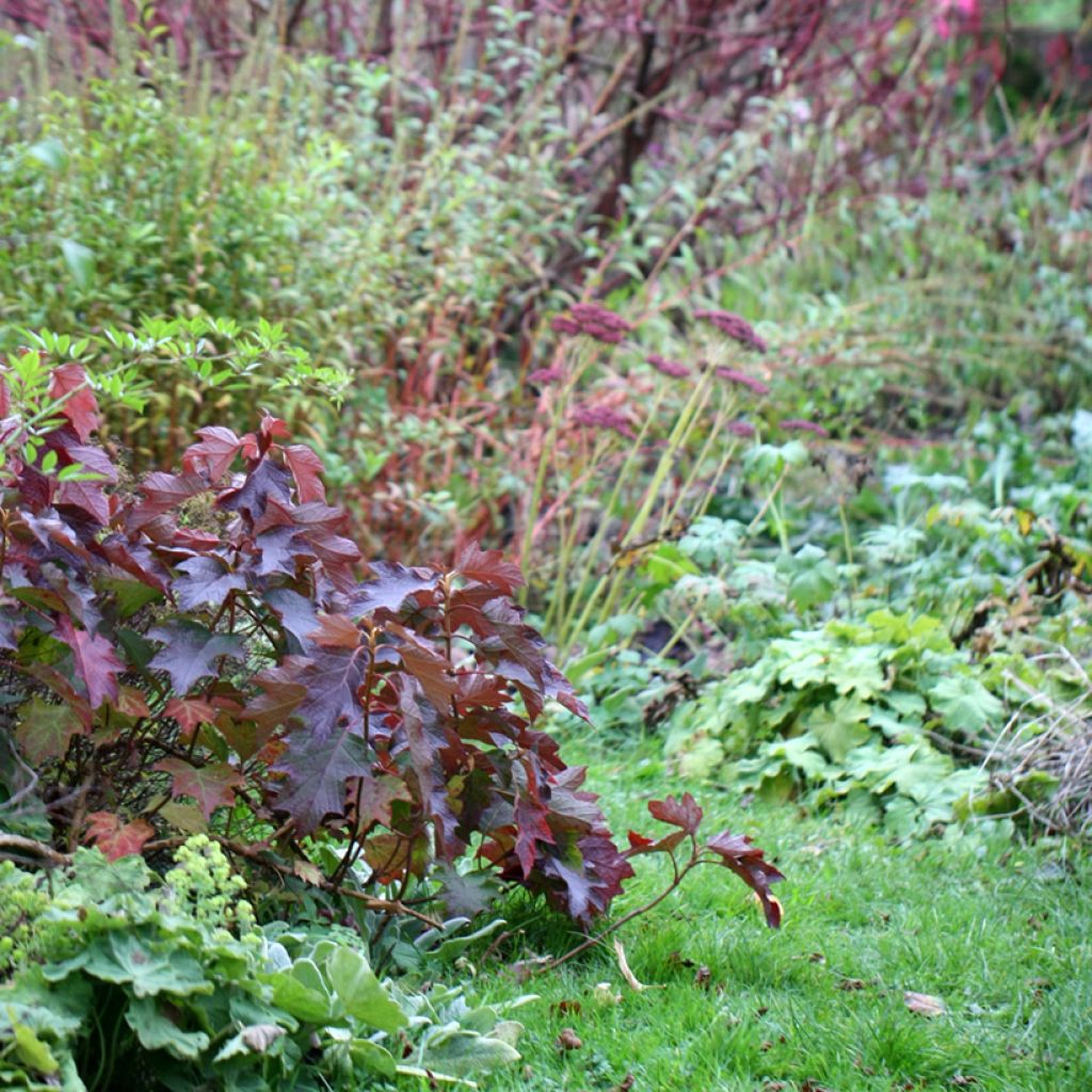 Hortensia quercifolia Burgundy - Hortensia de hoja de roble