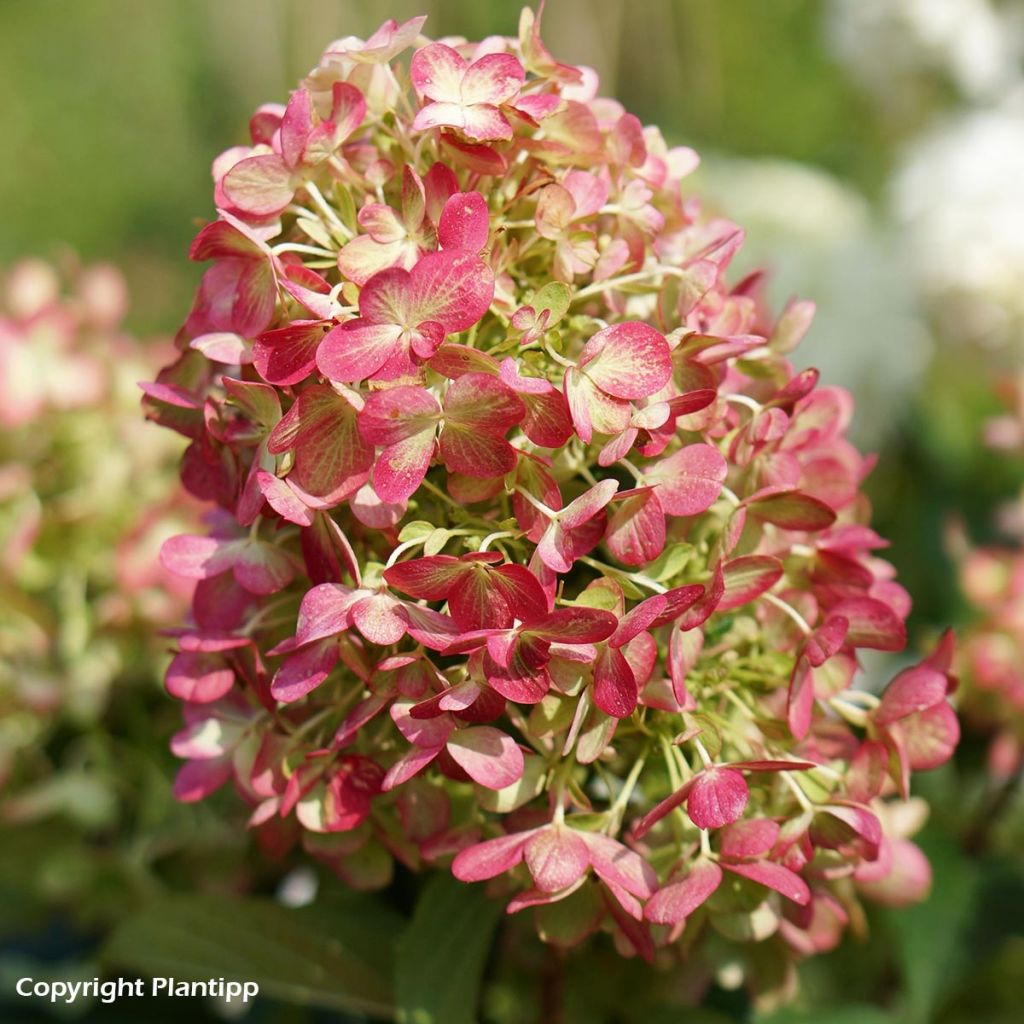 Hortensia paniculata Graffiti - Hydrangea paniculata