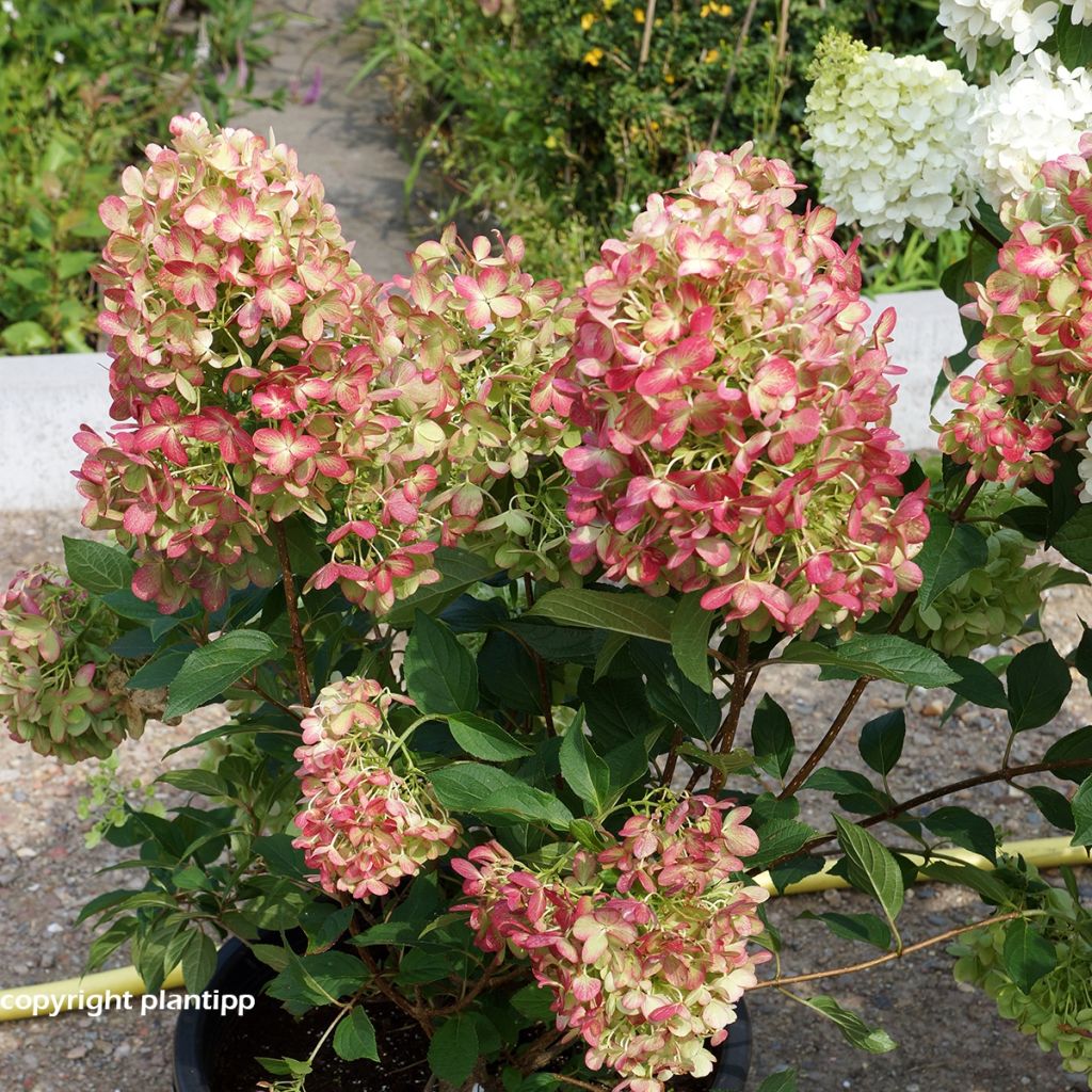 Hortensia paniculata Graffiti - Hydrangea paniculata