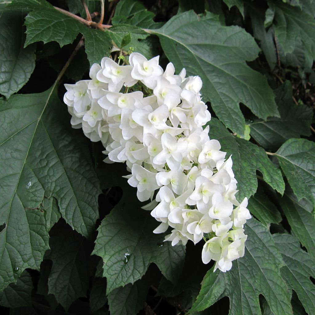 Hortensia à feuilles de chêne - Hydrangea quercifolia