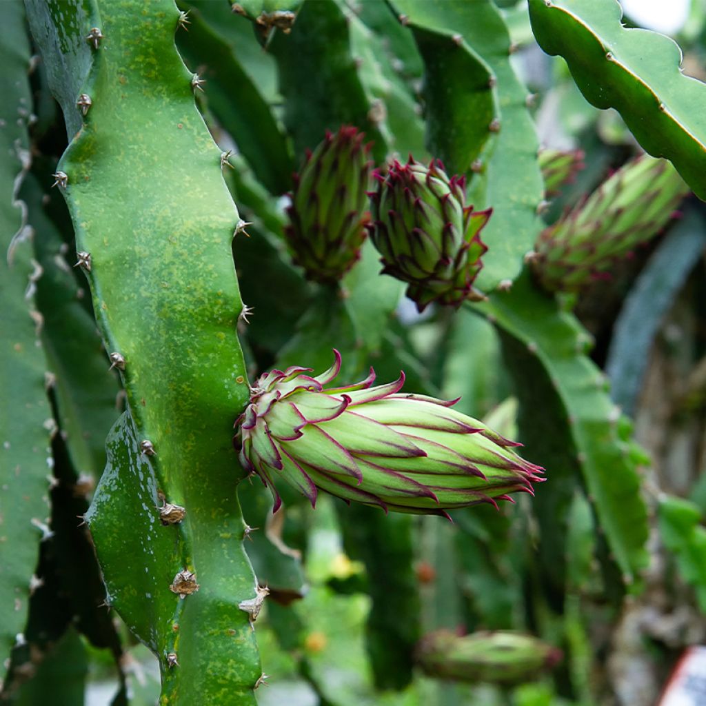 Hylocereus megalanthus - Pitaya Amarilla