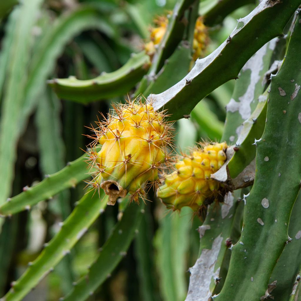 Hylocereus megalanthus - Pitaya Amarilla