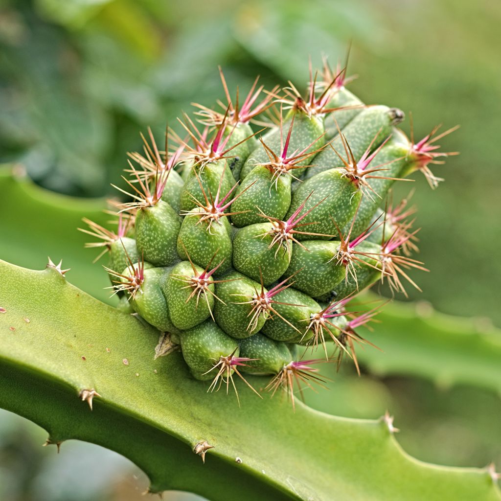 Hylocereus megalanthus - Pitaya Amarilla