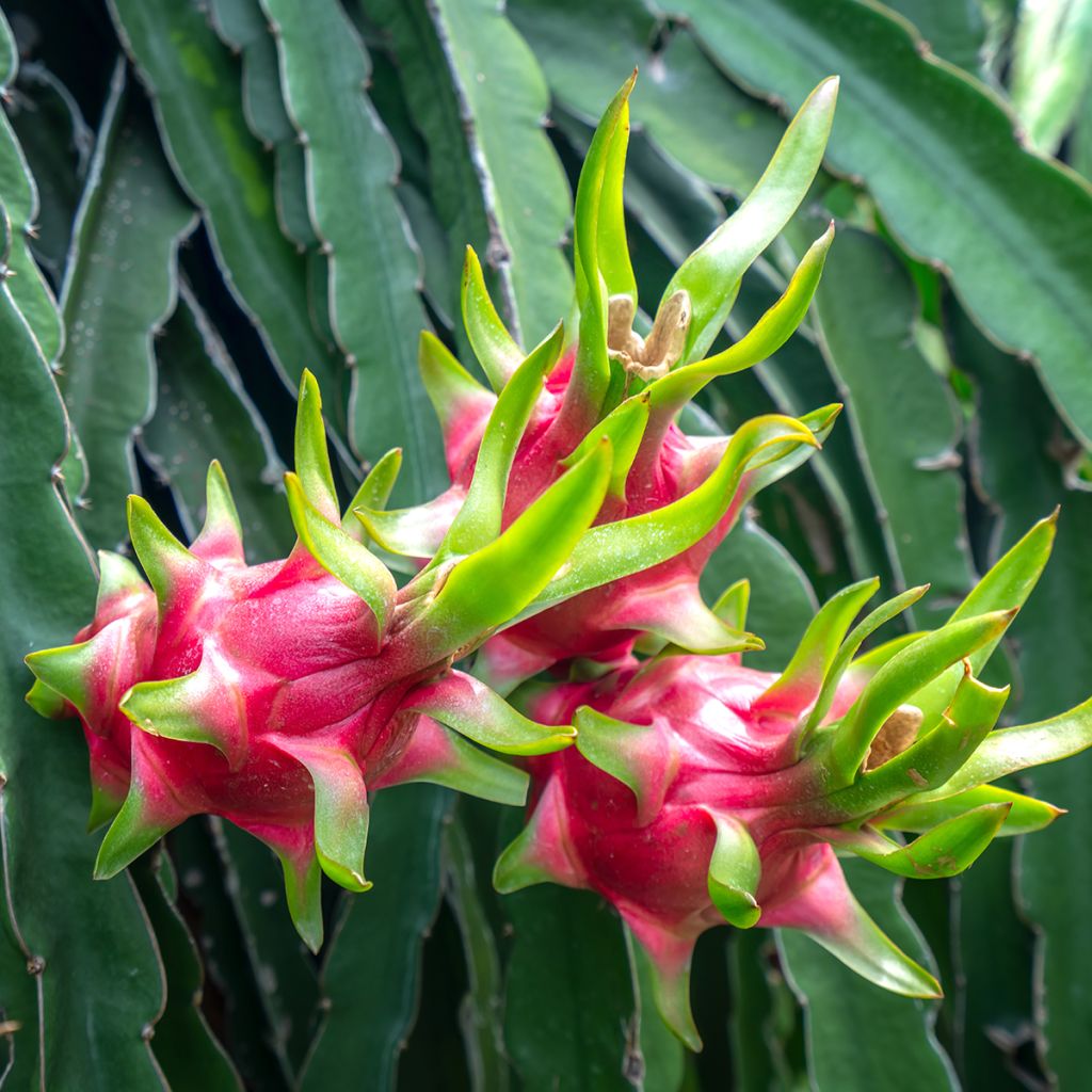 Cactus trepador - Hylocereus undatus