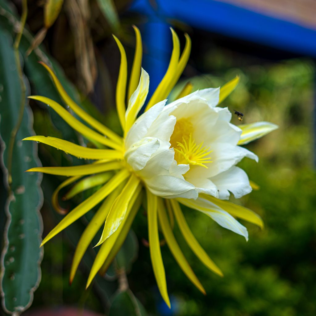 Cactus trepador - Hylocereus undatus