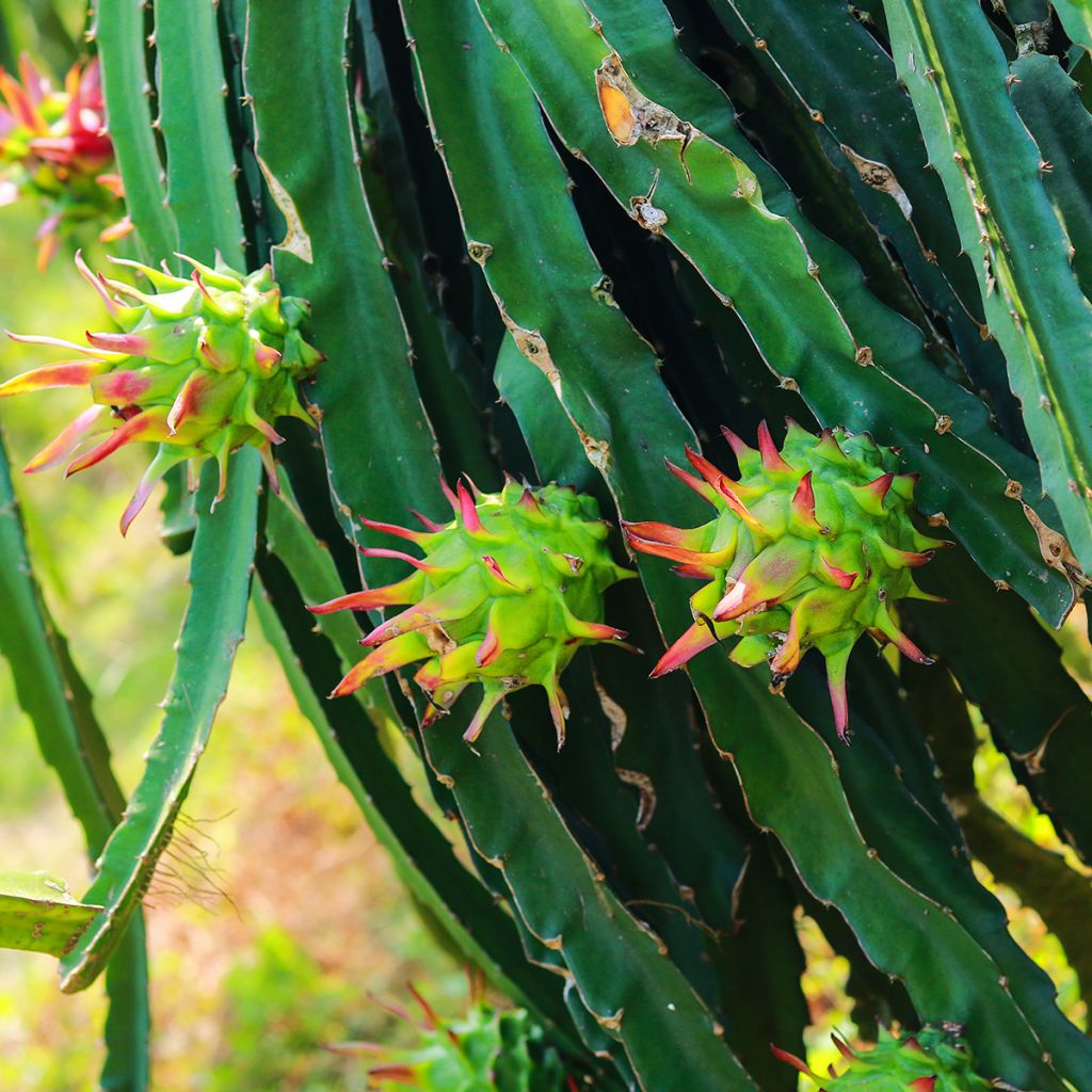 Cactus trepador - Hylocereus undatus