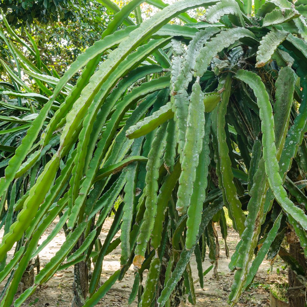 Cactus trepador - Hylocereus undatus