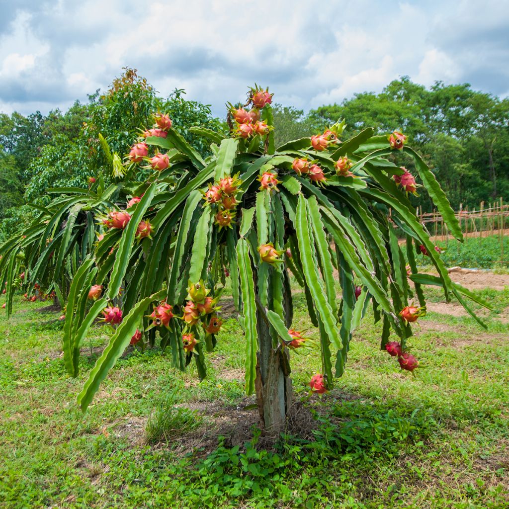 Cactus trepador - Hylocereus undatus