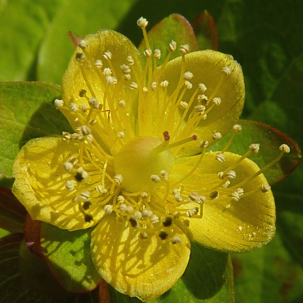 Millepertuis doré - Hypericum Golden Beacon®