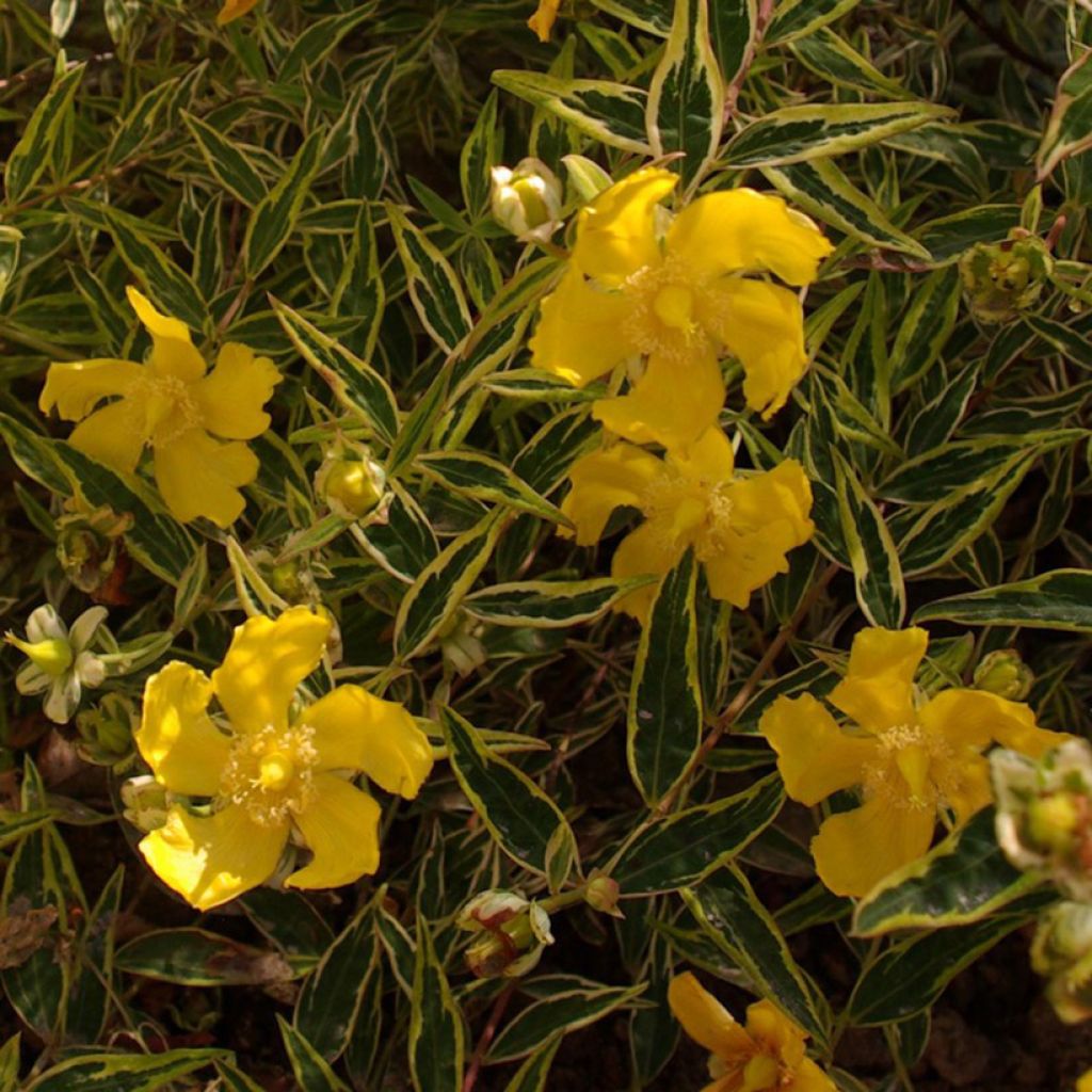 Hypericum Hidcote Limelight - Hipérico