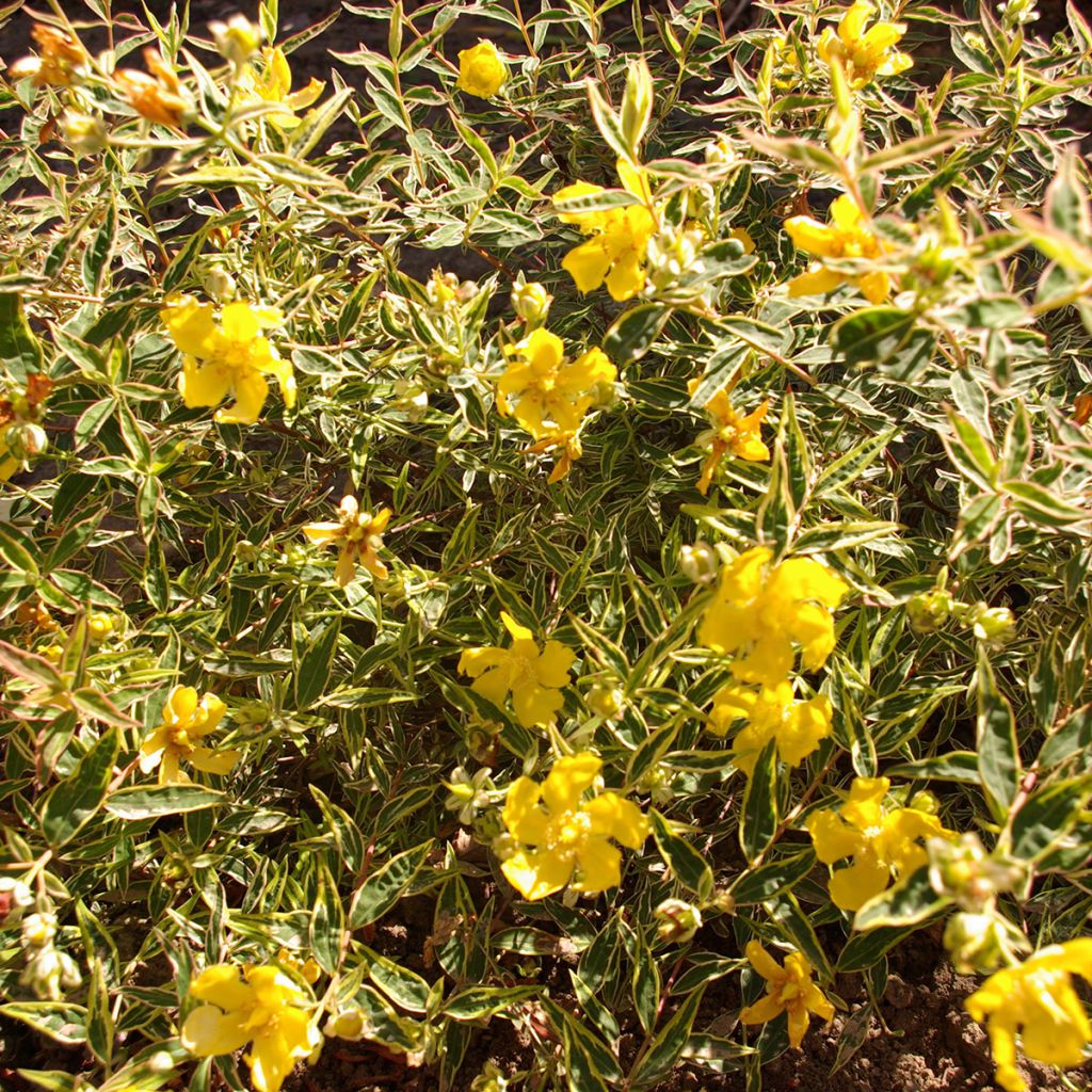 Hypericum Hidcote Limelight - Hipérico