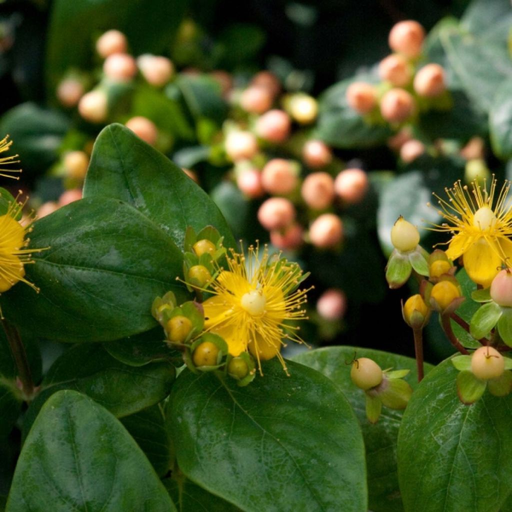 Hypericum inodorum Magical Beauty - Millepertuis