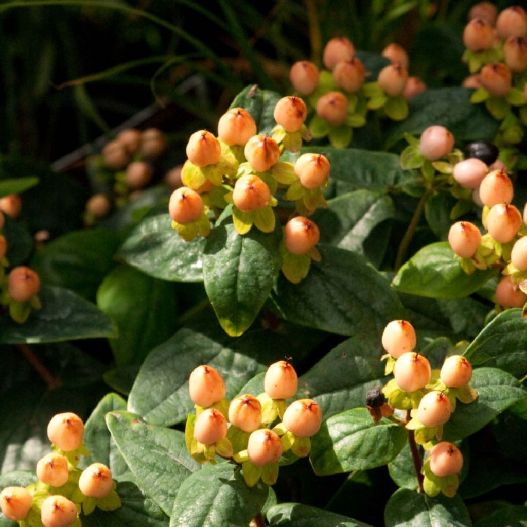 Hypericum inodorum Magical Beauty - Millepertuis