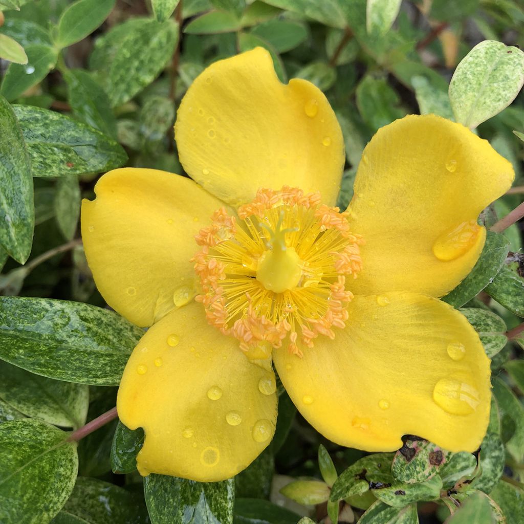 Hypericum Radiance - Millepertuis hybride panaché