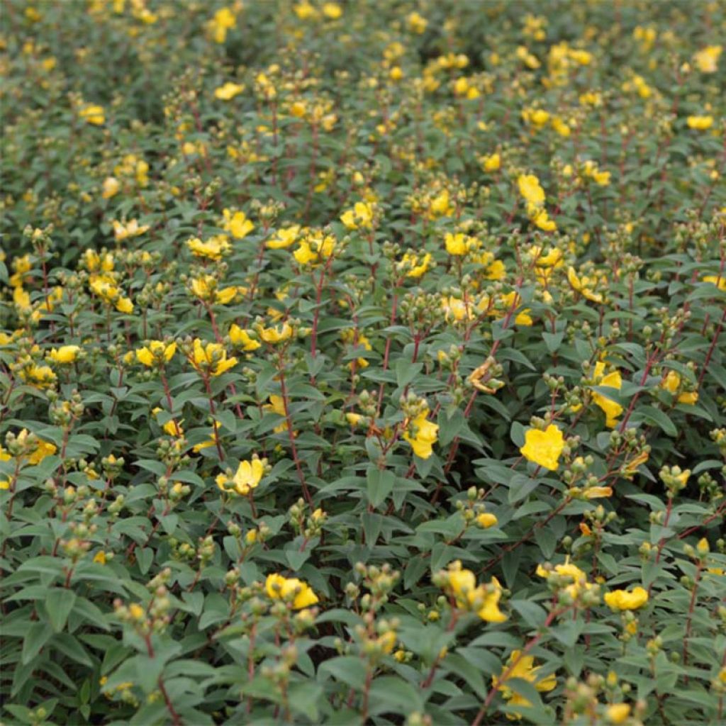 Millepertuis arbustif Hidcote - Hypericum (x) calycinum