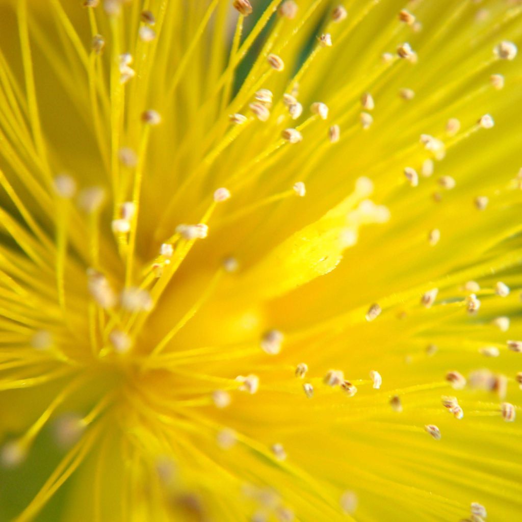 Millepertuis - Hypericum calycinum