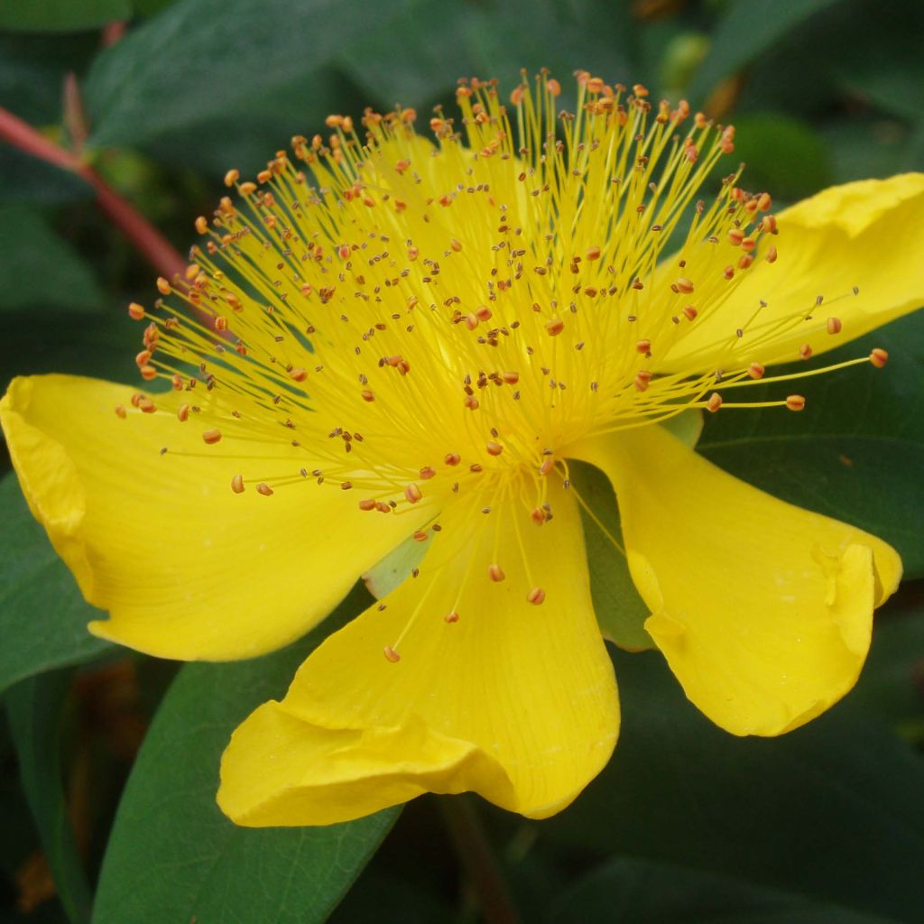 Millepertuis - Hypericum calycinum