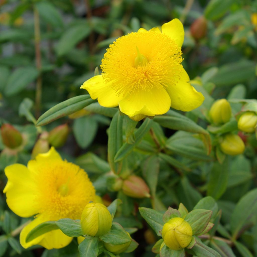 Hypericum frondosum Sunburst - Hipérico