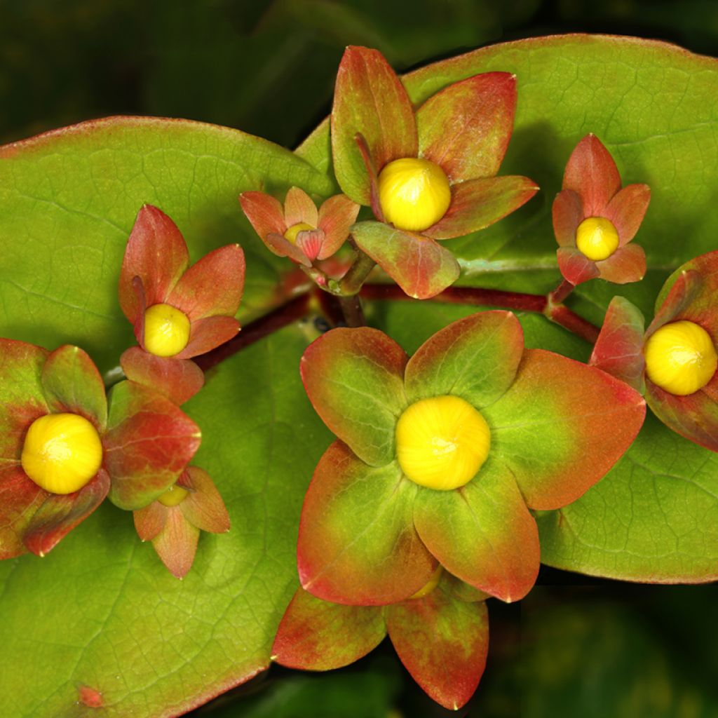 Hypericum inodorum Magical Red Flame - Hipérico