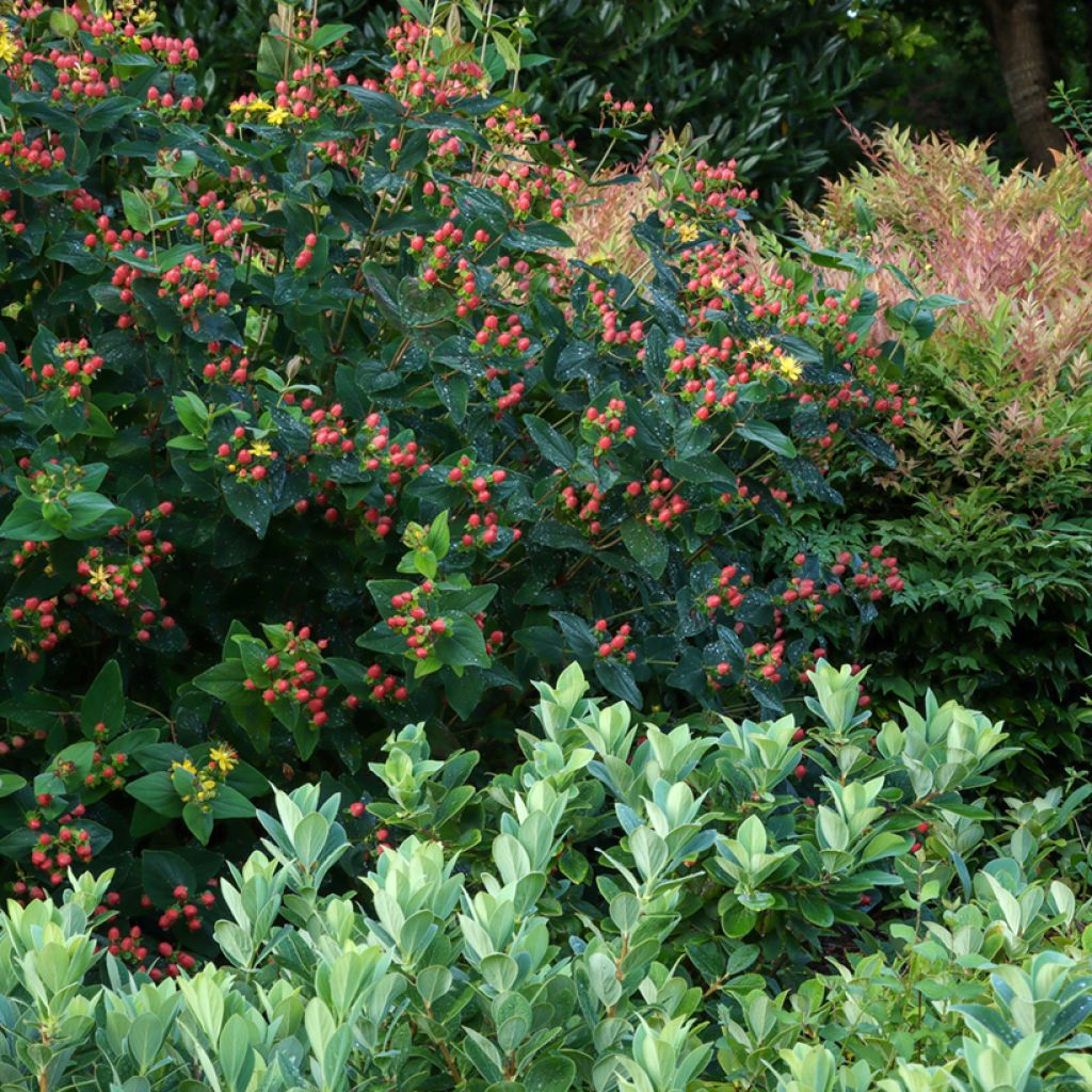 Hypericum inodorum Magical Red Flame - Hipérico