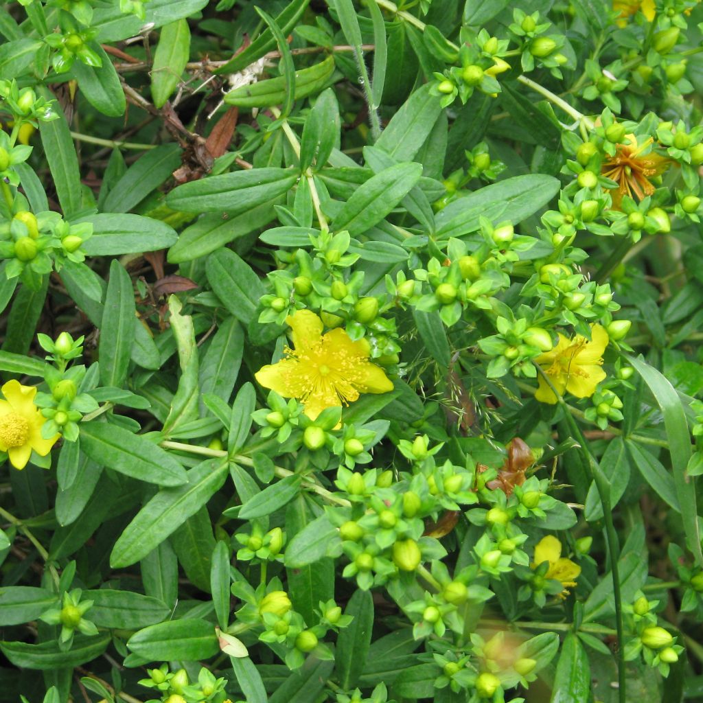 Millepertuis de kalmian - Hypericum kalmianum Gemo