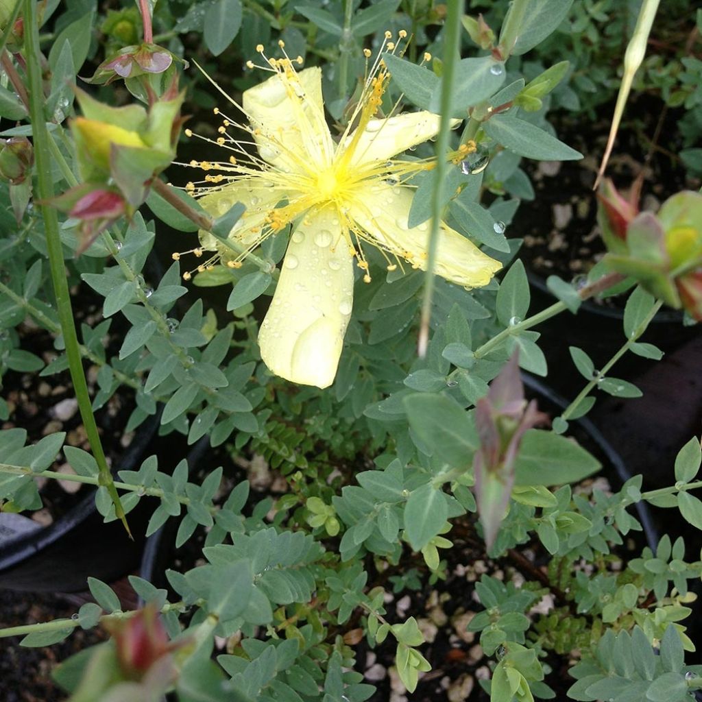 Hypericum olympicum Citrinum - Millepertuis du Mont Olympe 'Citrinum'