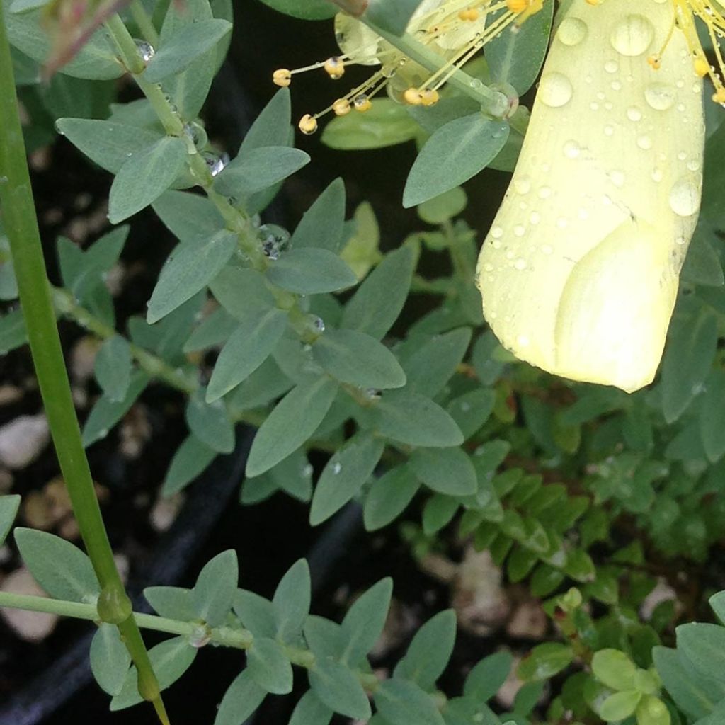 Hypericum olympicum Citrinum - Millepertuis du Mont Olympe 'Citrinum'