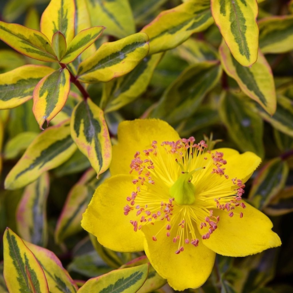 Hypericum moserianum Little Misstery - Hipérico