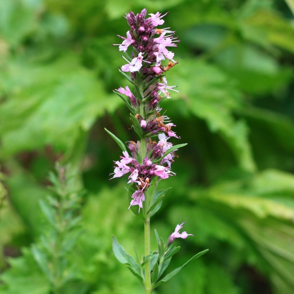 Hyssopus officinalis f. roseus - Hisopo