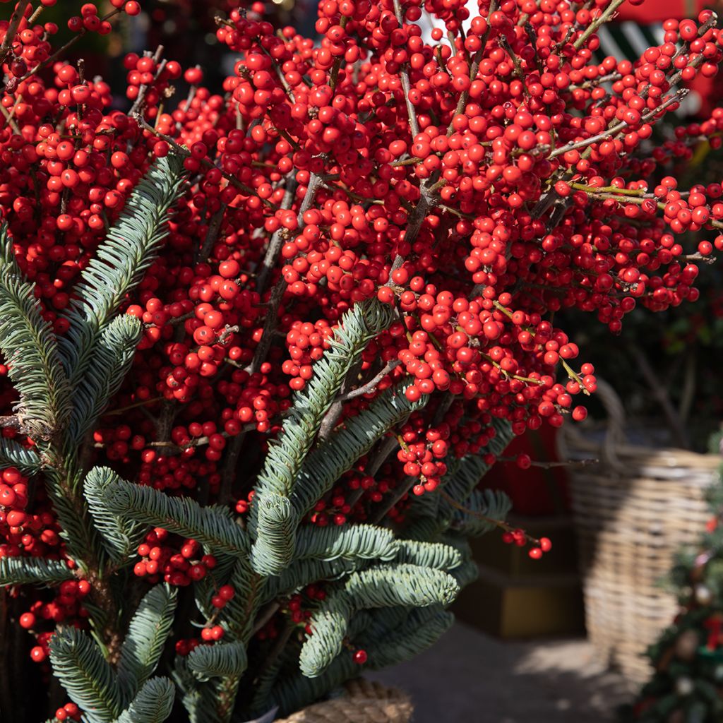 Ilex verticillata Magical Berry Winterberry - Acebo