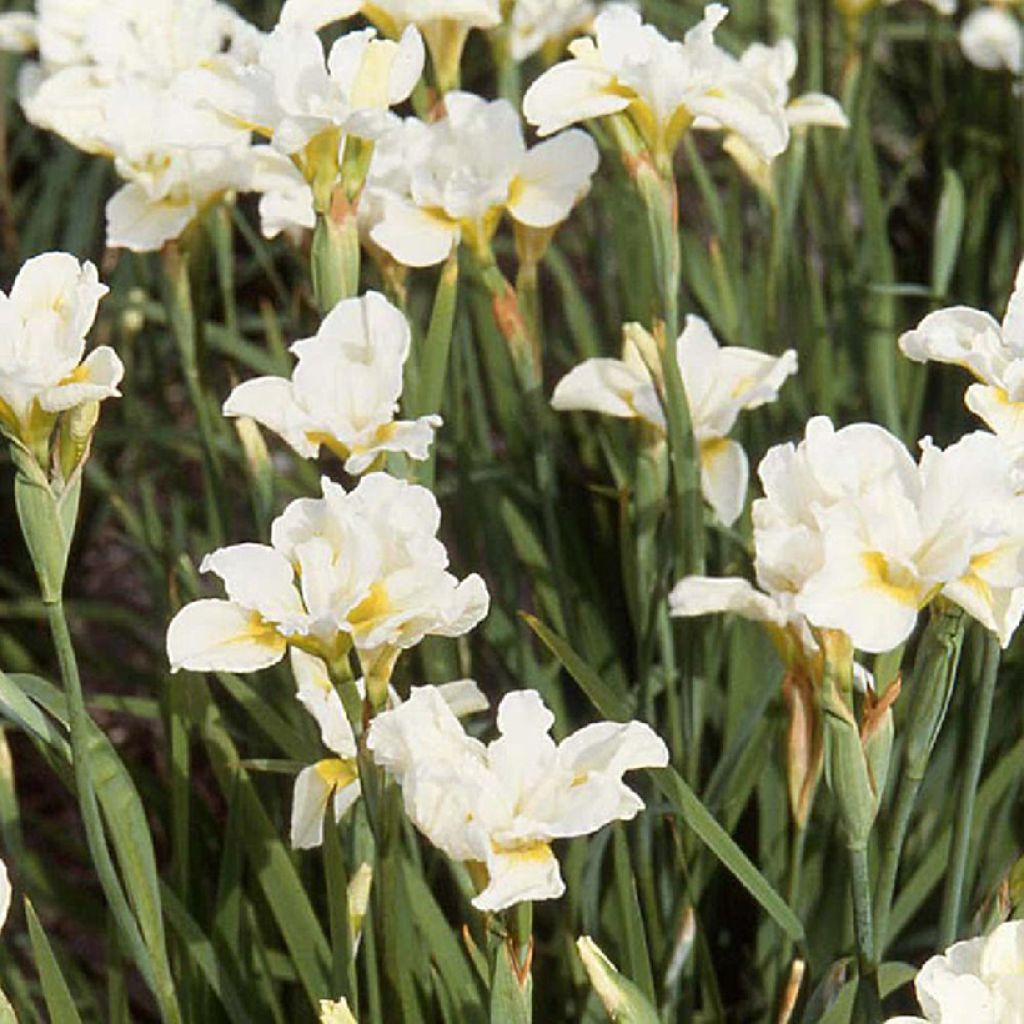 Lirio de Siberia Weisser Orient - Iris sibirica