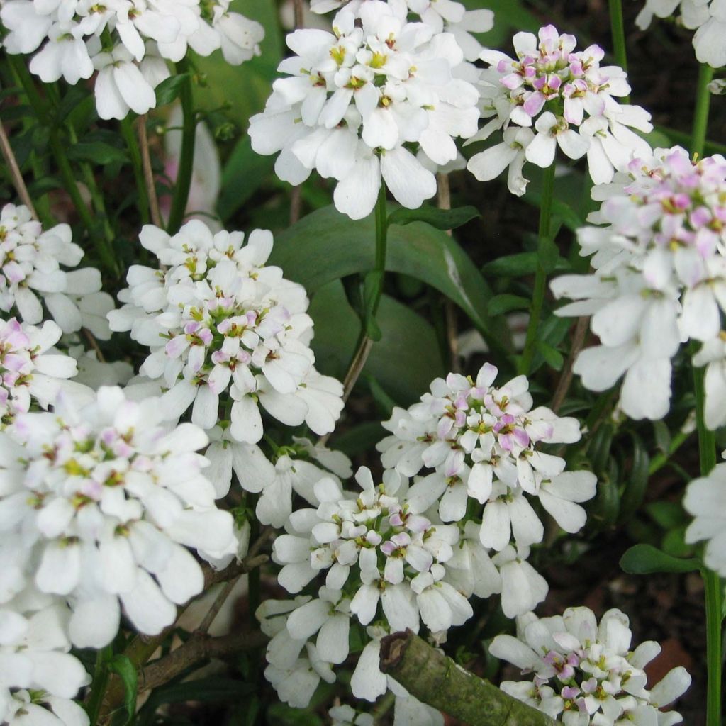 Iberis sempervirens - Carraspique