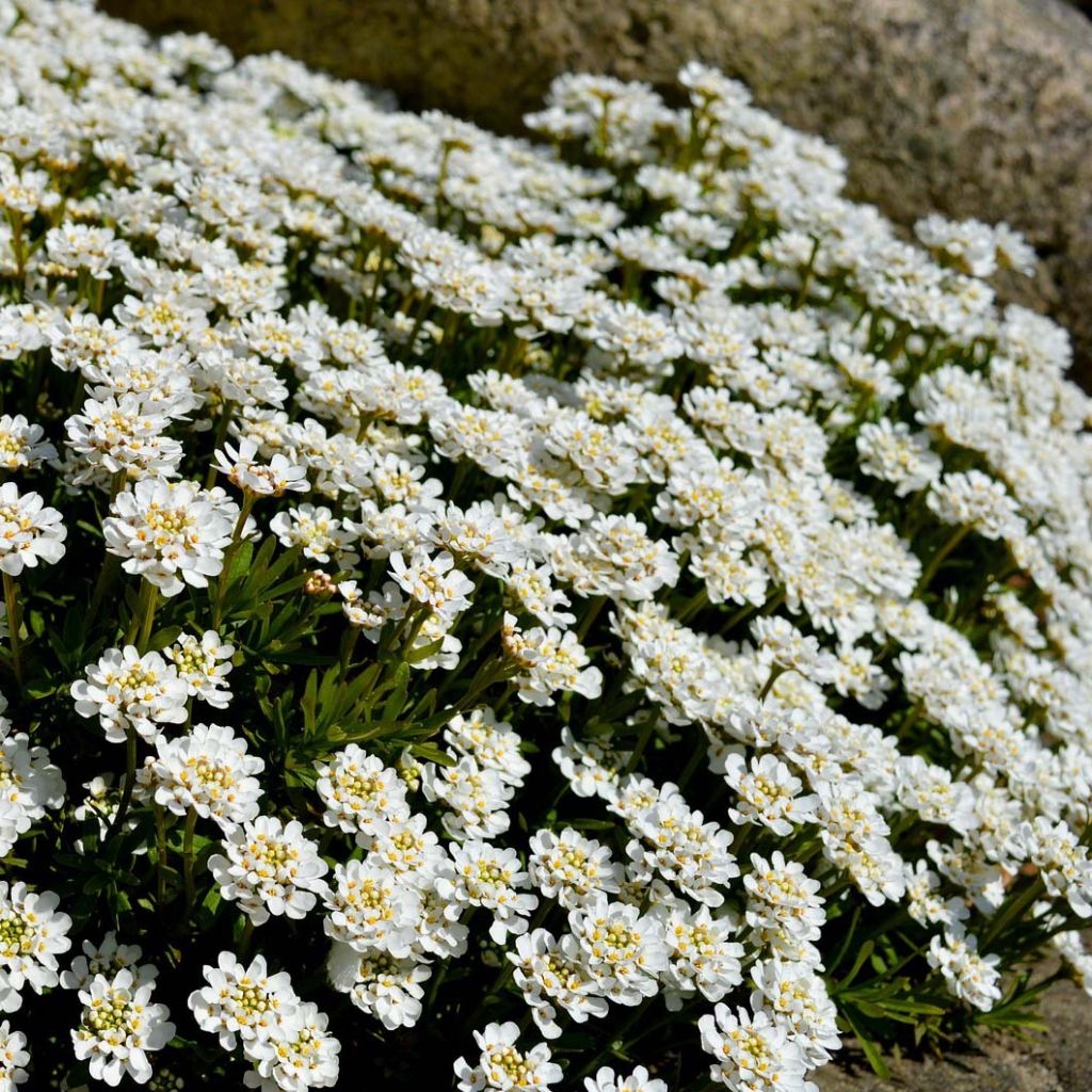 Iberis sempervirens - Carraspique