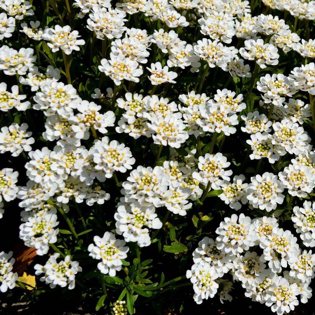 Iberis sempervirens - Carraspique