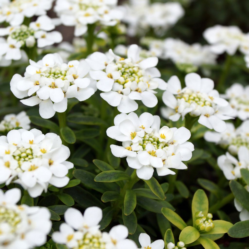 Iberis sempervirens Alexander White