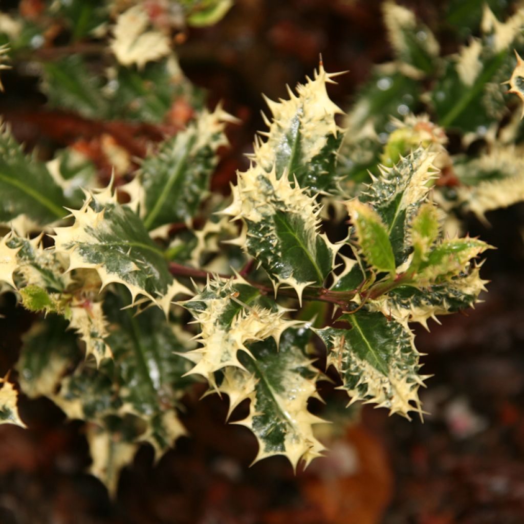 Ilex aquifolium Ferox Argentea - Acebo