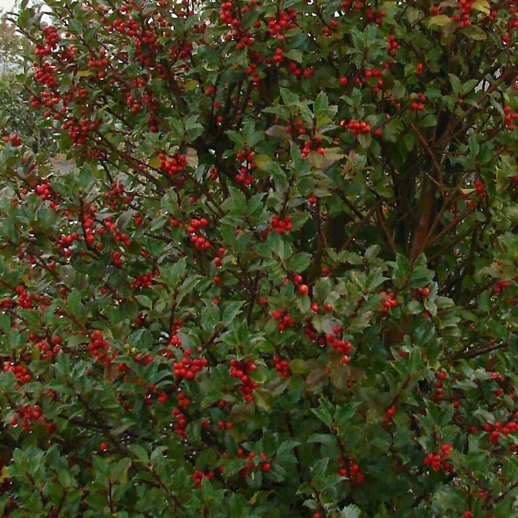 Acebo azul Heckenstar - Ilex meserveae