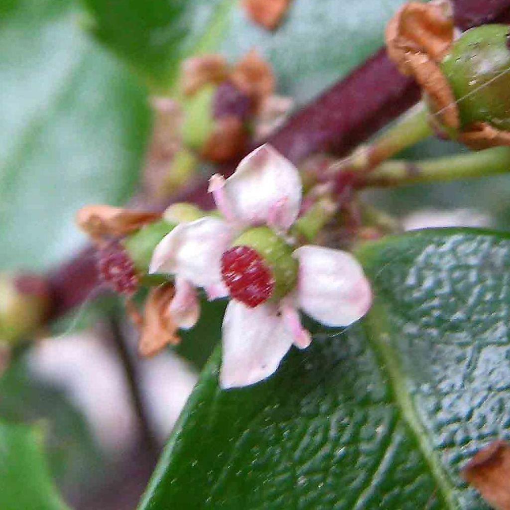 Acebo azul Heckenstar - Ilex meserveae