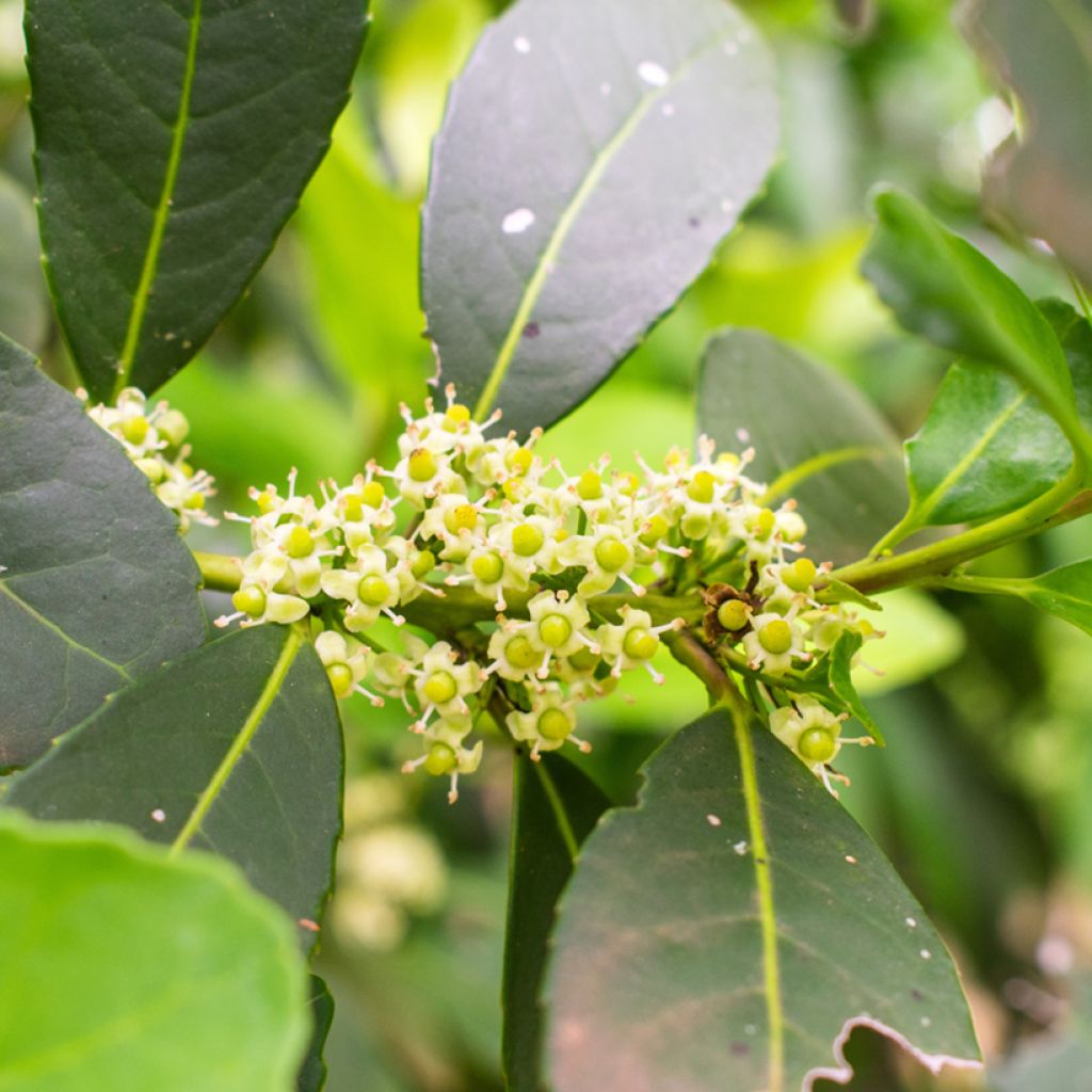 Ilex paraguariensis - Yerba maté, Thé du Paraguay