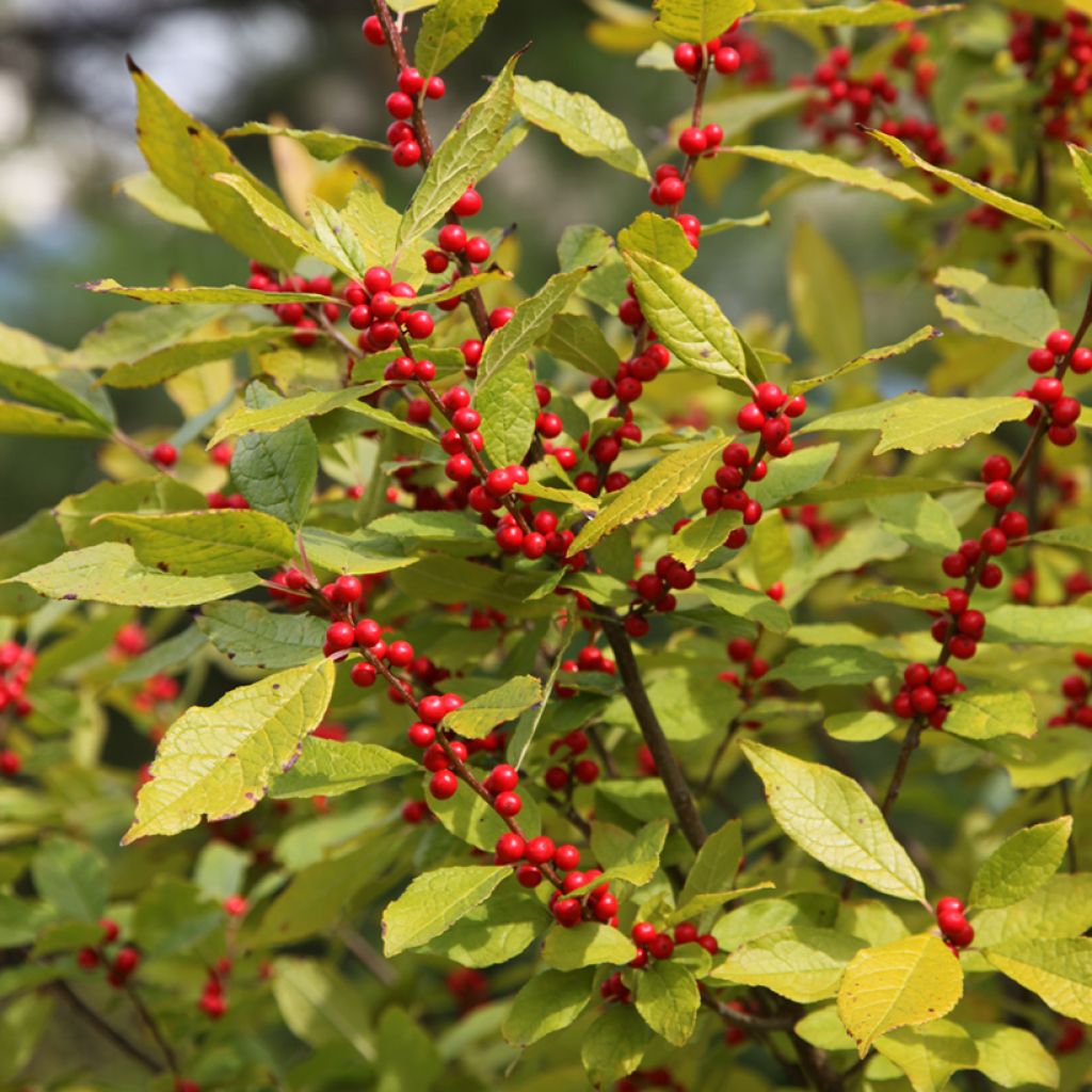 Ilex verticillata Oosterwijk  - Winterberry, Black Alder