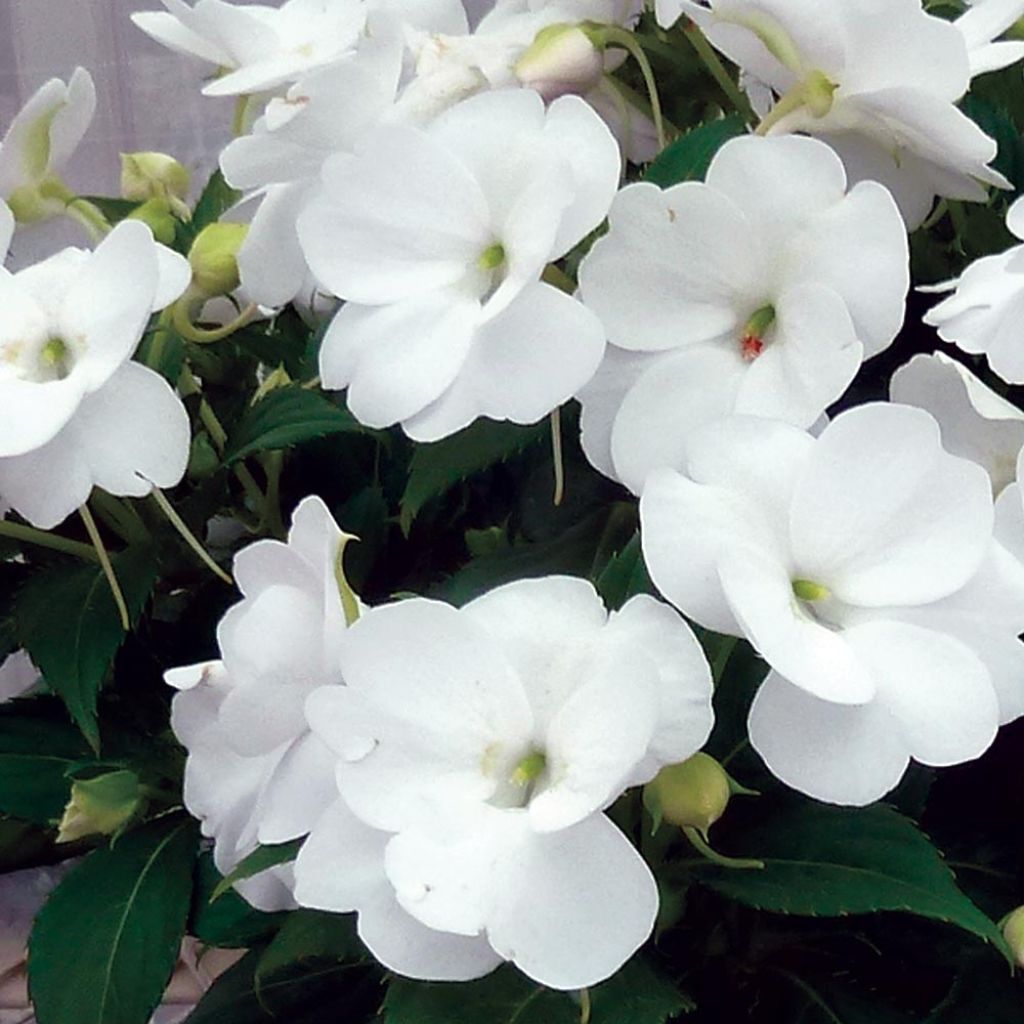 Impatiens SunPatiens Vigorous Clear White - Alegría