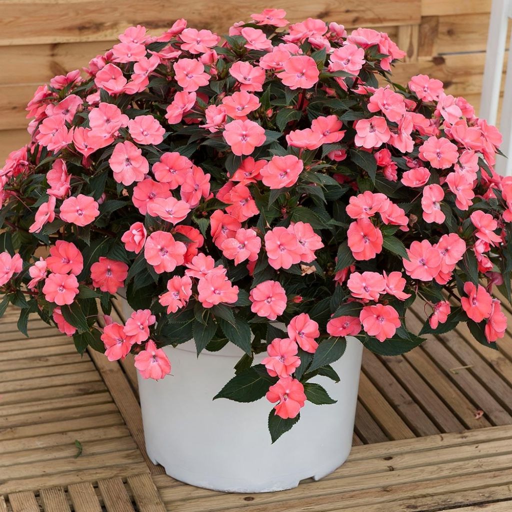 Impatiens Sunpatiens Vigorous Pink Pearl Mini-mottes