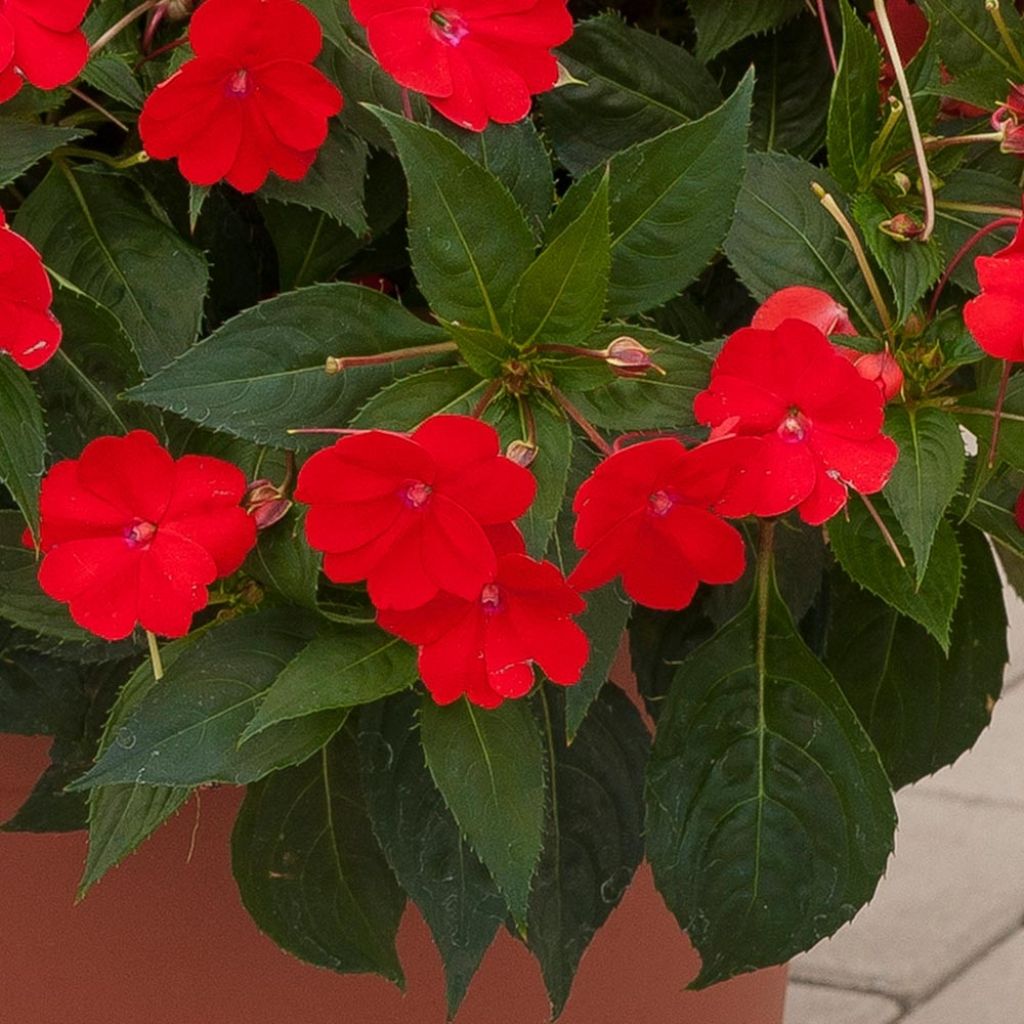 Impatiens Sunpatiens Vigorous Scarlet Mini-mottes